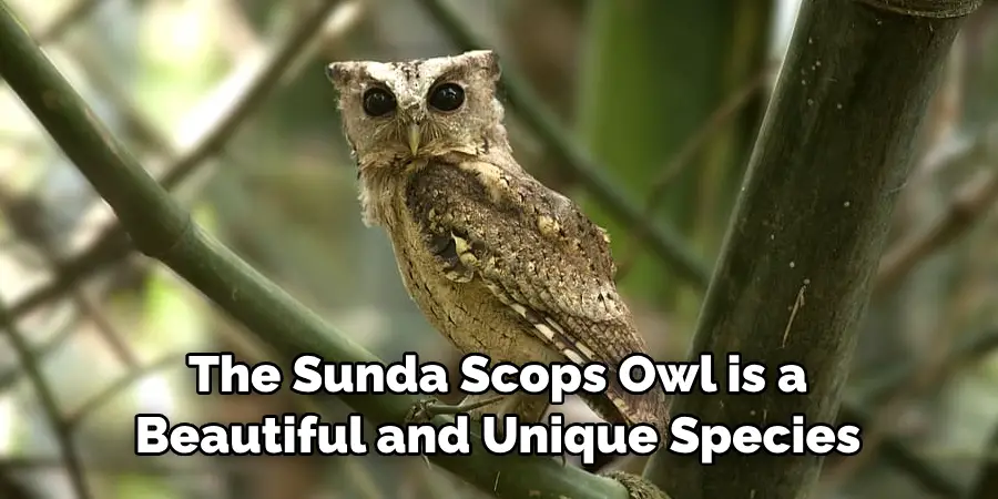 The Sunda Scops Owl is a Beautiful and Unique Species