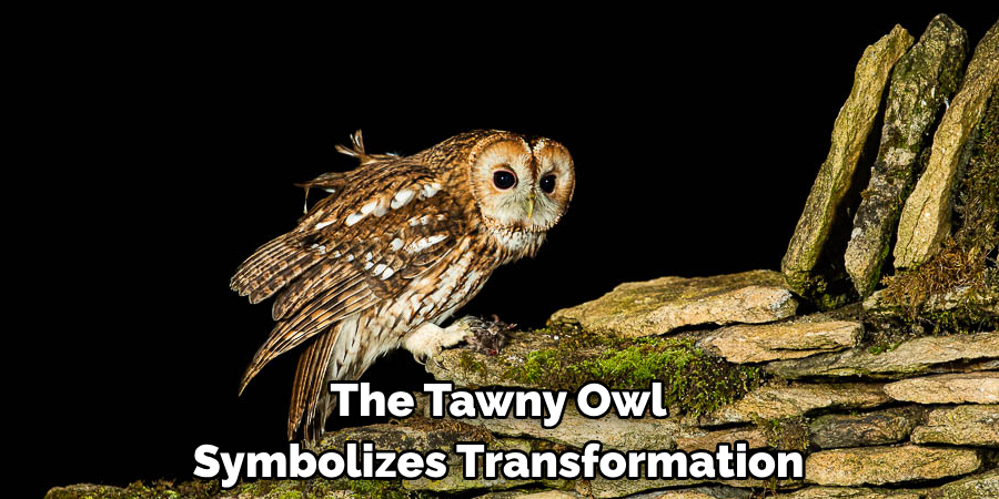 The Tawny Owl Symbolizes Transformation