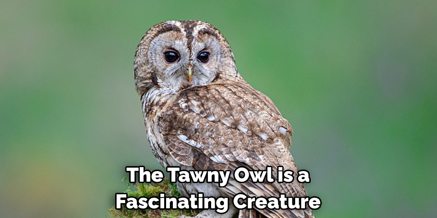 The Tawny Owl is a Fascinating Creature