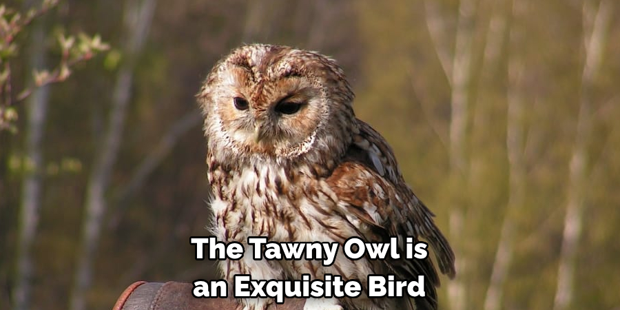 The Tawny Owl is an Exquisite Bird