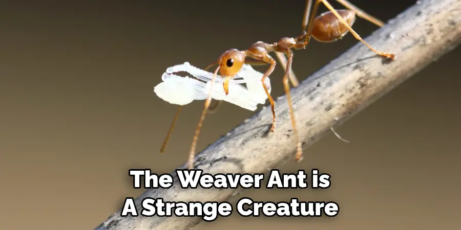 The Weaver Ant is 
A Strange Creature 