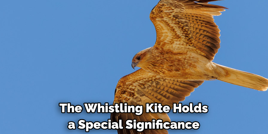 The Whistling Kite Holds a Special Significance