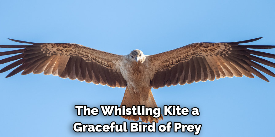 The Whistling Kite a Graceful Bird of Prey