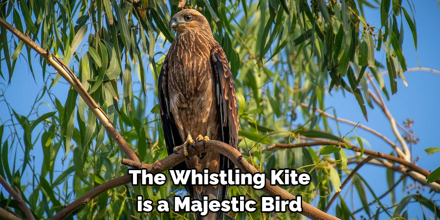The Whistling Kite is a Majestic Bird