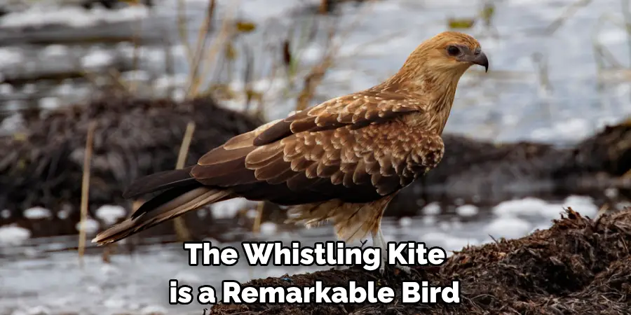 The Whistling Kite is a Remarkable Bird