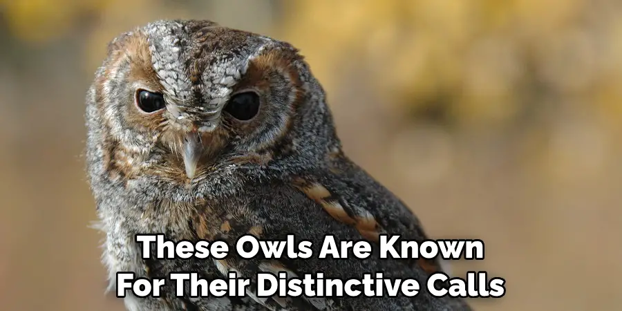 These Owls Are Known For Their Distinctive Calls