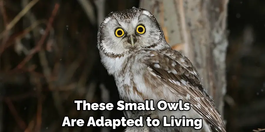 These Small Owls Are Adapted to Living