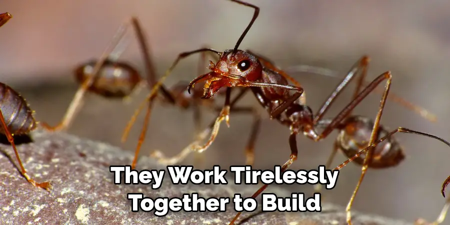 They Work Tirelessly 
Together to Build