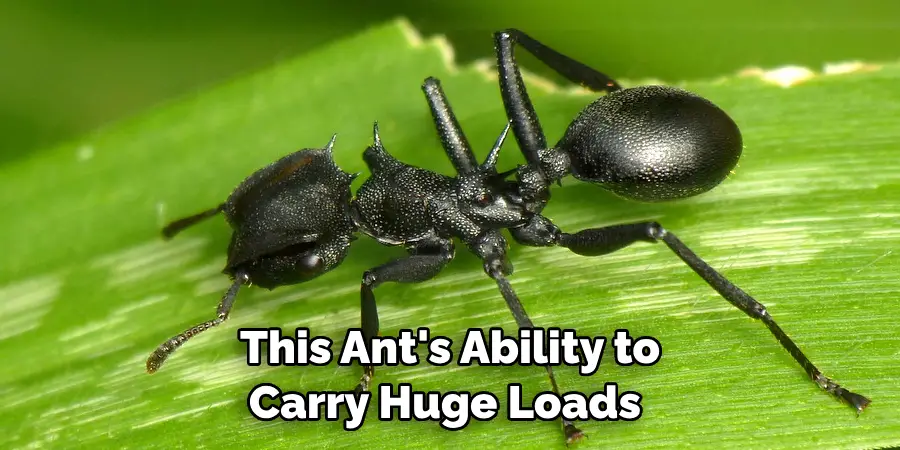 This Ant's Ability to Carry Huge Loads