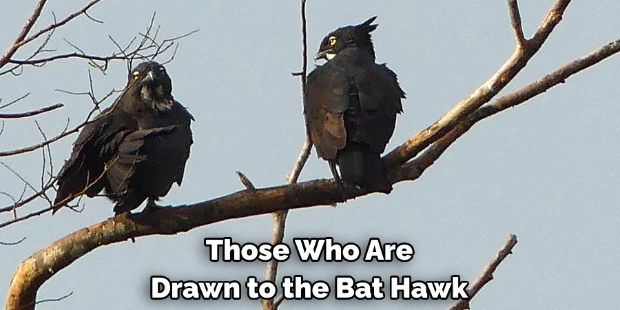 Those Who Are Drawn to the Bat Hawk
