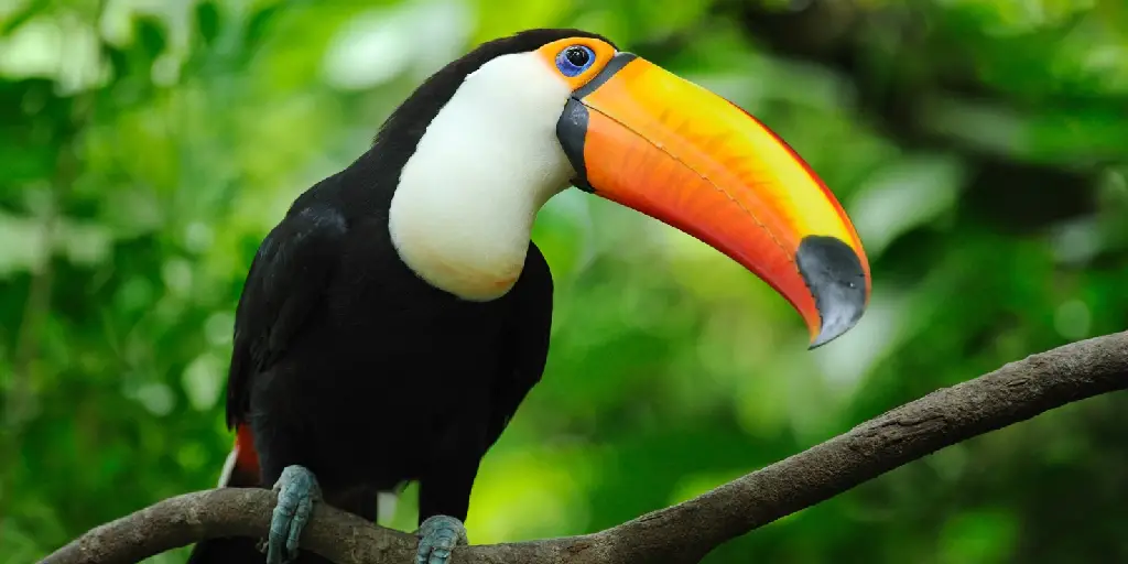 Toucan Spiritual Meaning, Symbolism and Totem