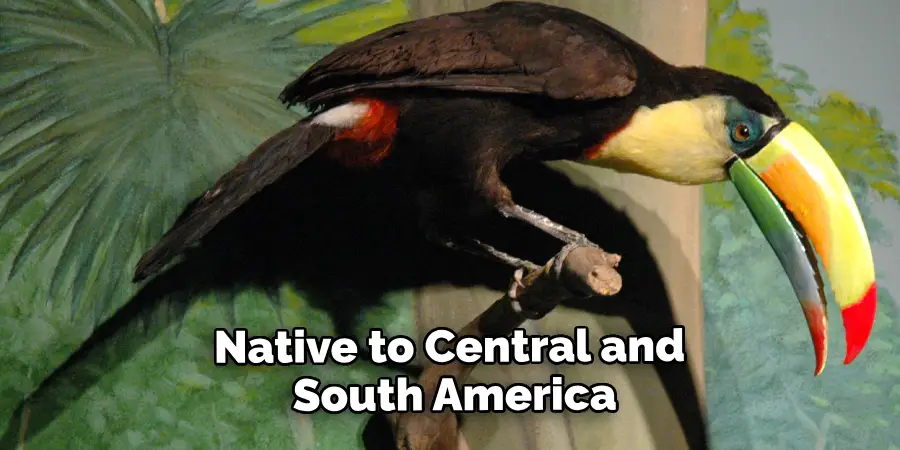  Toucans Are Native to Central and South America