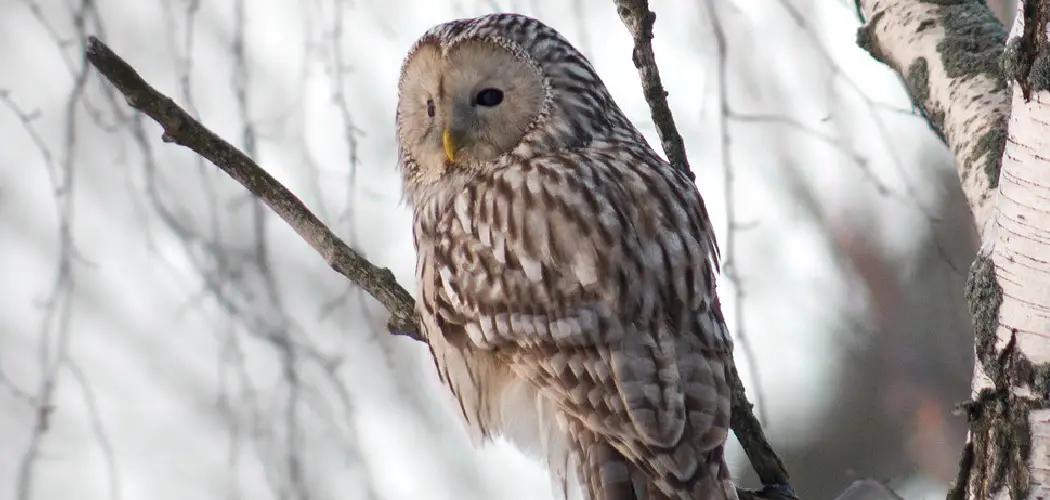 Ural Owl Spiritual Meaning