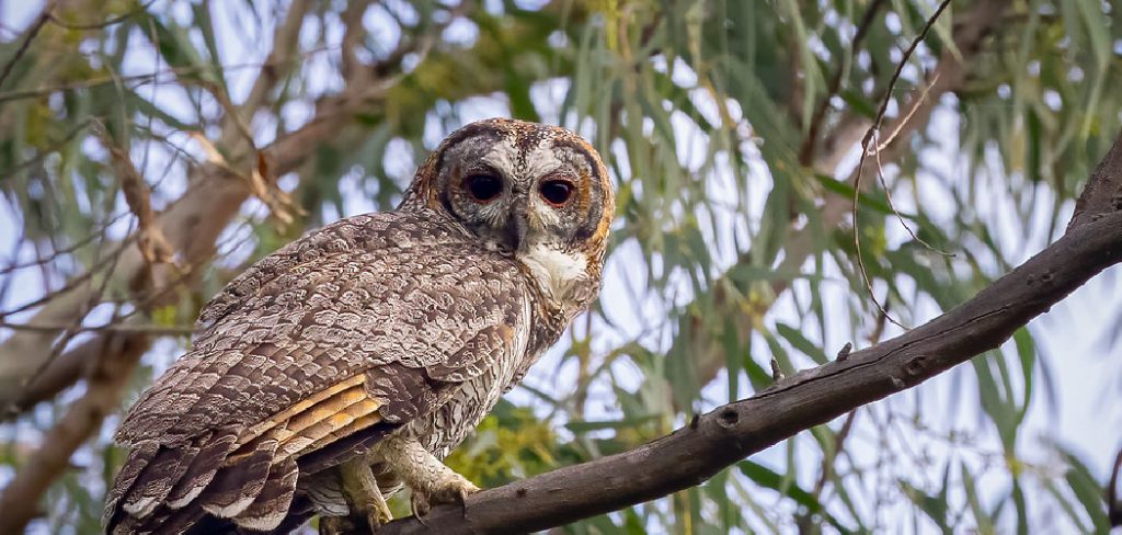 Wood Owl Spiritual Meaning