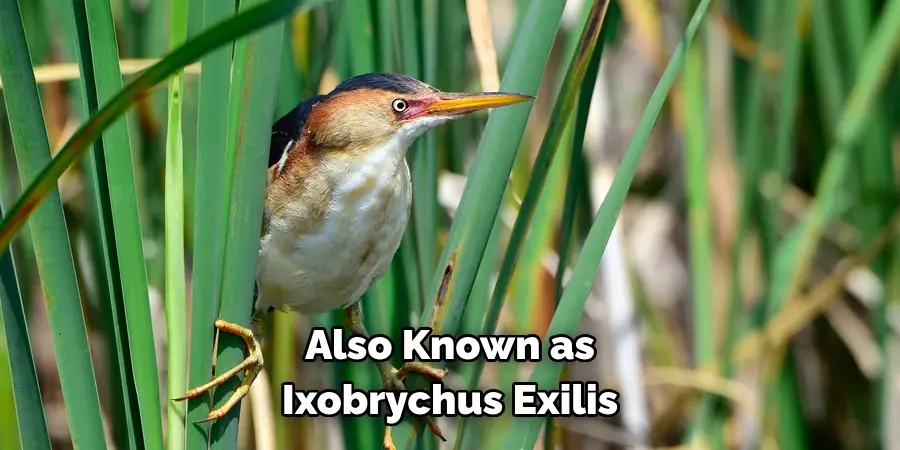 Also Known as Ixobrychus Exilis
