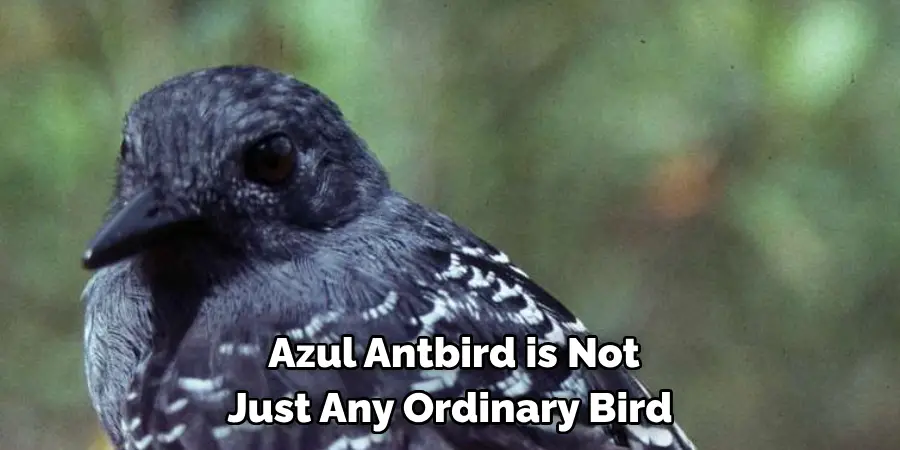 Azul Antbird is Not Just Any Ordinary Bird