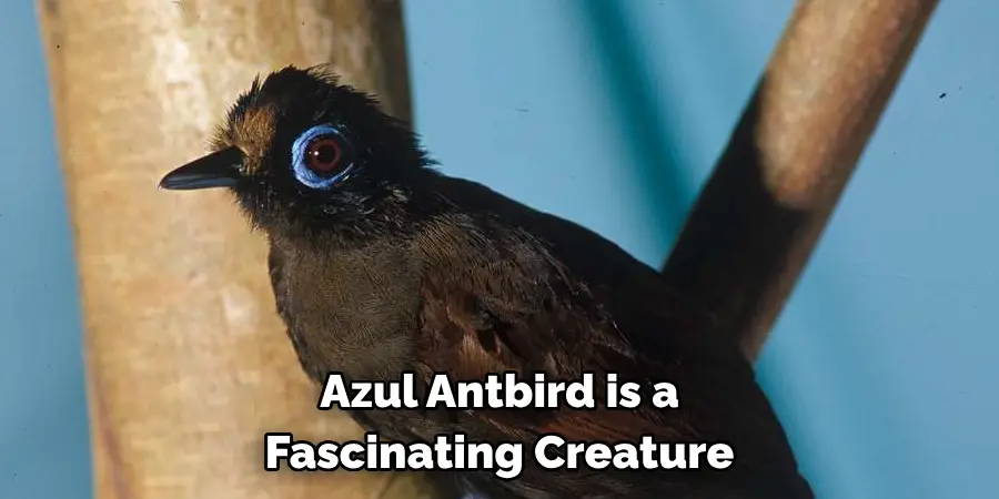 Azul Antbird is a Fascinating Creature