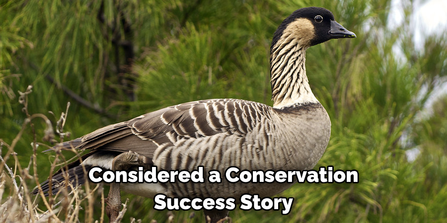 Considered a Conservation Success Story