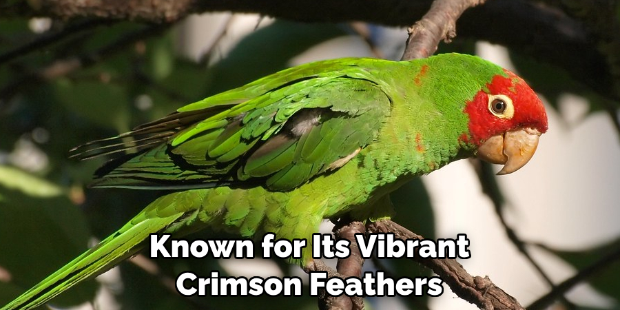 Known for Its Vibrant Crimson Feathers