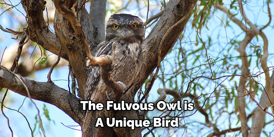 The Fulvous Owl is A Unique Bird