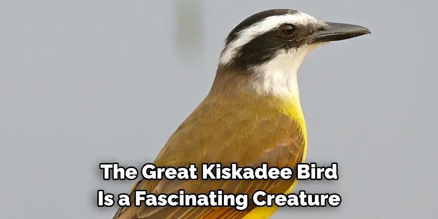The Great Kiskadee Bird Is a Fascinating Creature