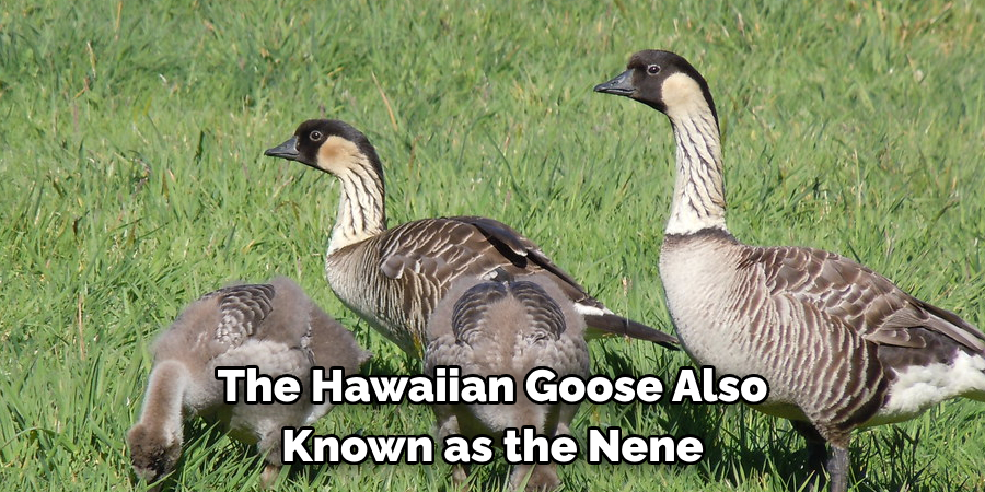 The Hawaiian Goose Also Known as the Nene