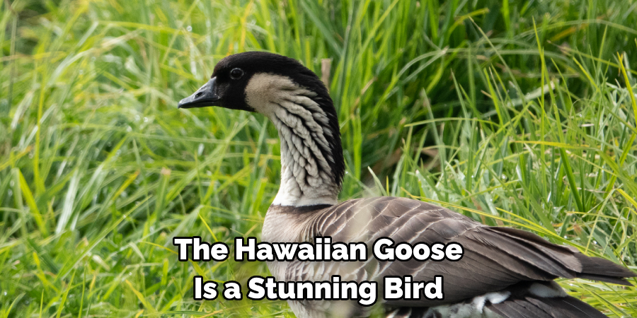 The Hawaiian Goose Is a Stunning Bird