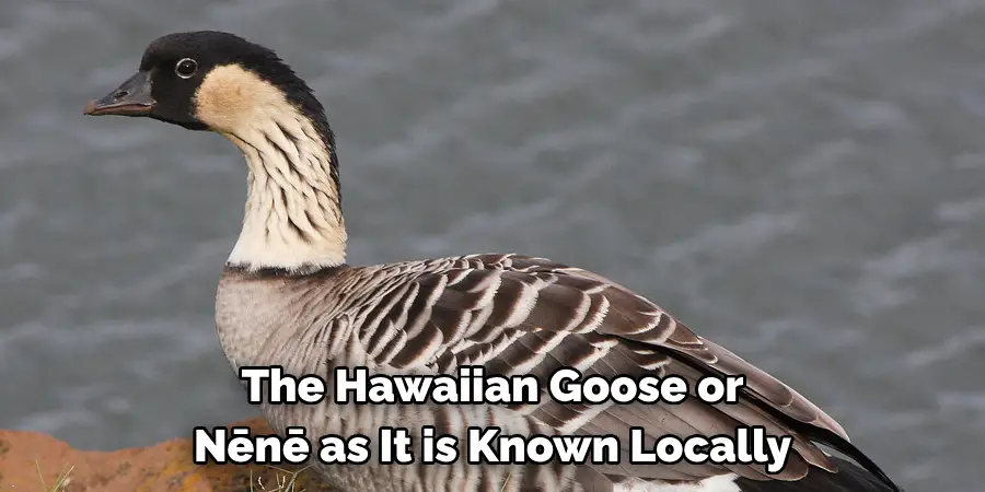 The Hawaiian Goose or Nēnē as It is Known Locally