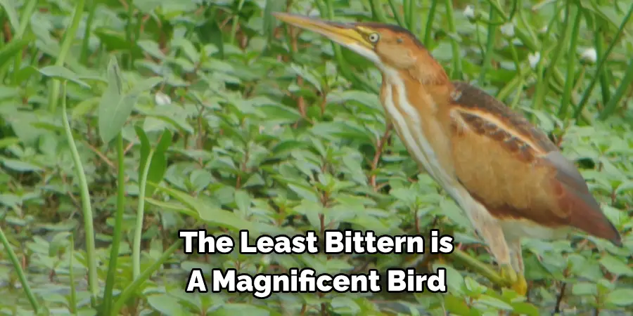 The Least Bittern is A Magnificent Bird
