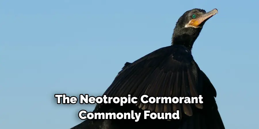 The Neotropic Cormorant Commonly Found
