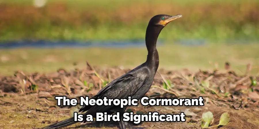 The Neotropic Cormorant Is a Bird Significant