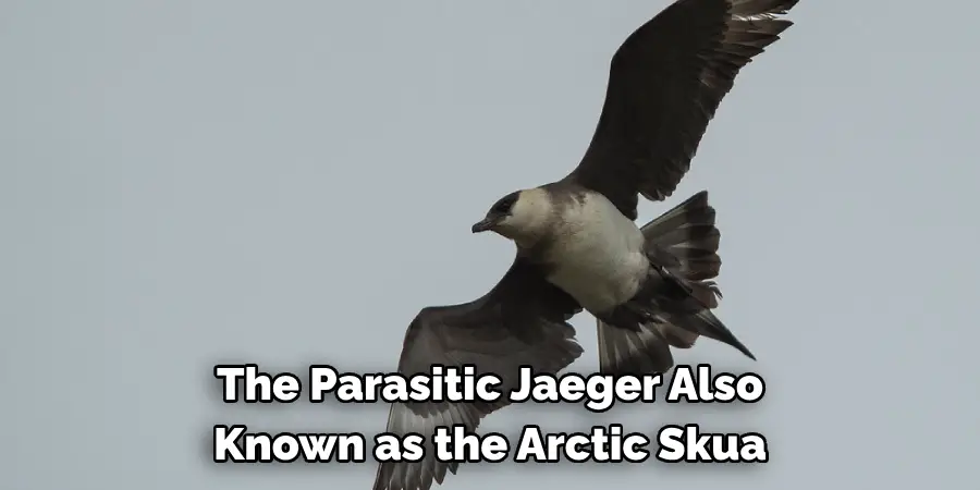The Parasitic Jaeger Also Known as the Arctic Skua