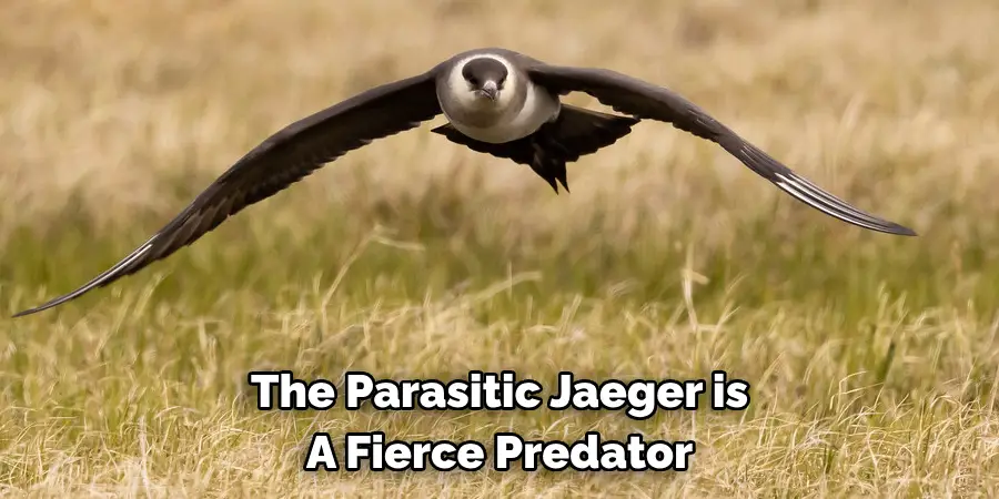 The Parasitic Jaeger is A Fierce Predator