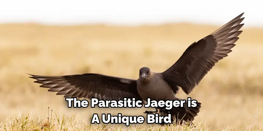 The Parasitic Jaeger is A Unique Bird
