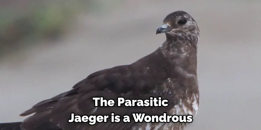 The Parasitic Jaeger is a Wondrous