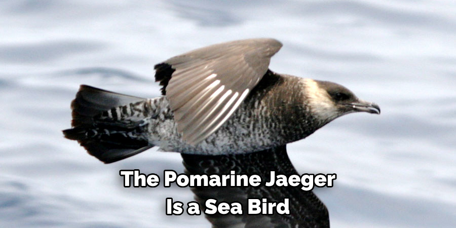 The Pomarine Jaeger Is a Sea Bird