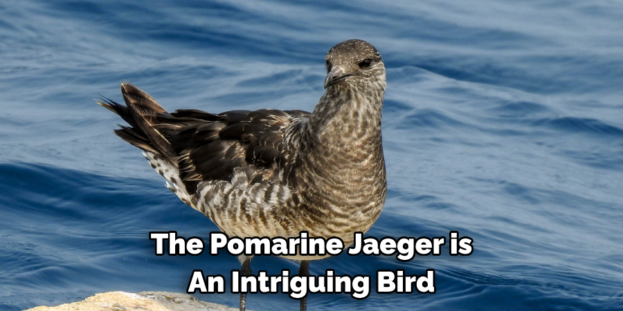 The Pomarine Jaeger is An Intriguing Bird