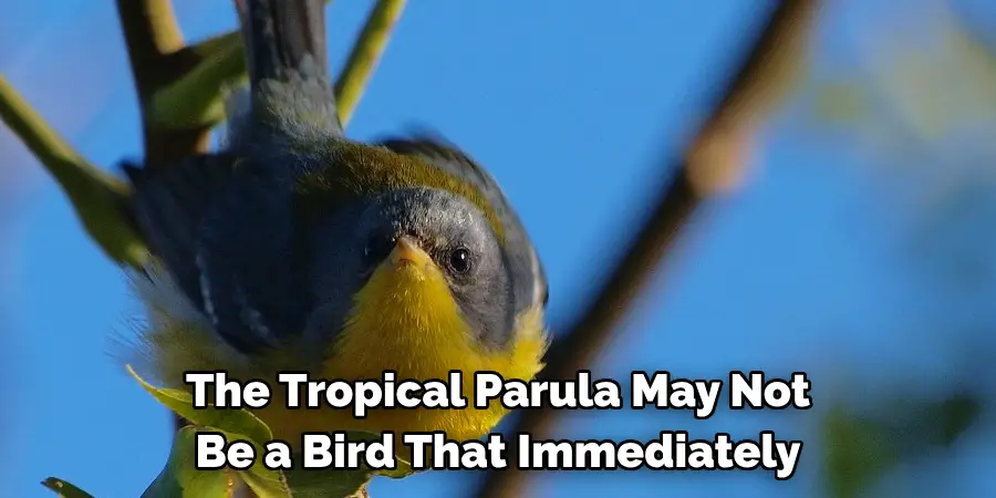 The Tropical Parula May Not Be a Bird That Immediately