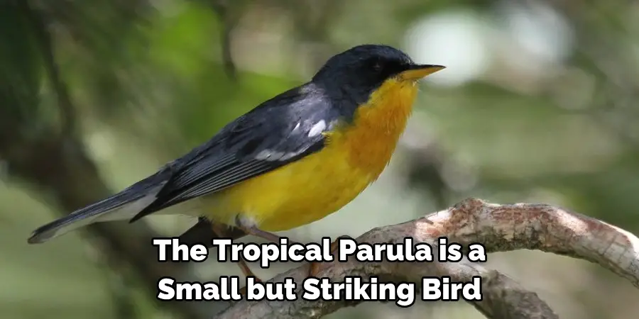 The Tropical Parula is a Small but Striking Bird