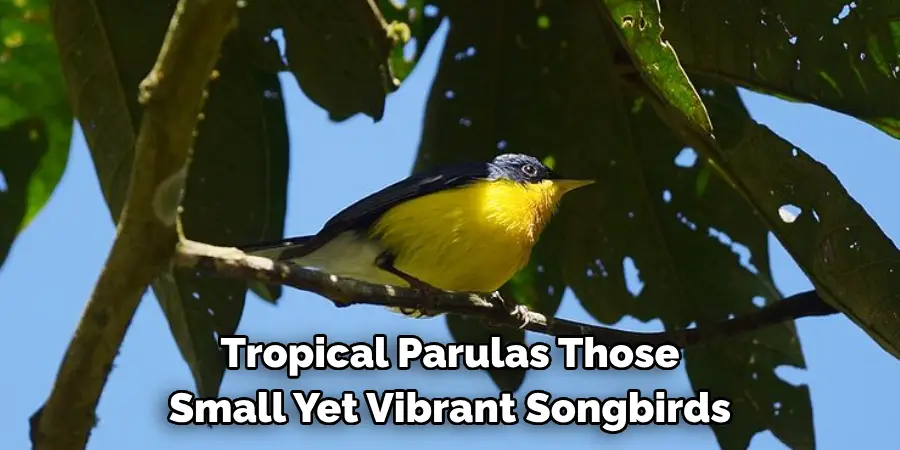 Tropical Parulas Those 
Small Yet Vibrant Songbirds