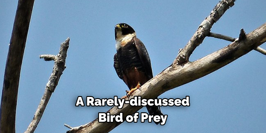 A Rarely-discussed Bird of Prey