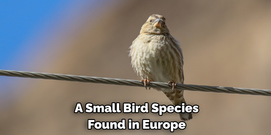 A Small Bird Species Found in Europe