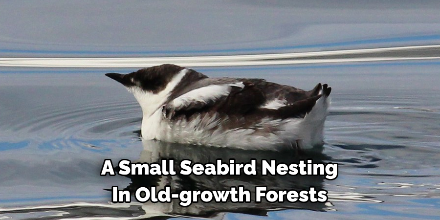 A Small Seabird Nesting In Old-growth Forests