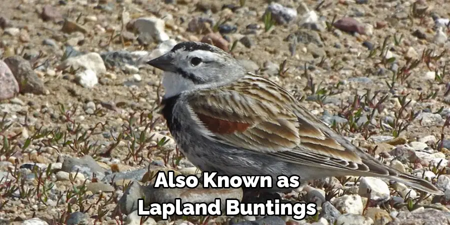 Also Known as Lapland Buntings