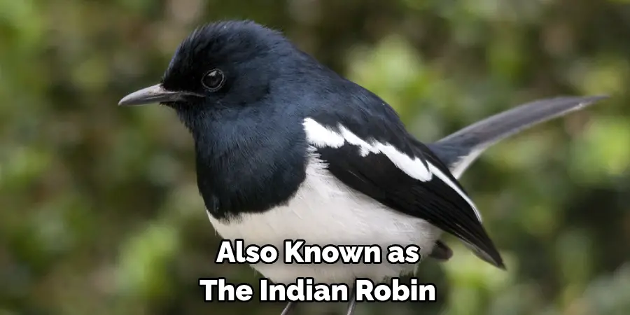 Also Known as The Indian Robin