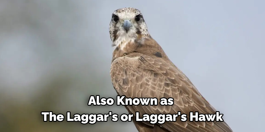 Also Known as The Laggar's or Laggar's Hawk