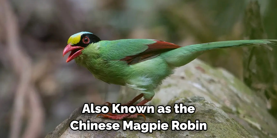 Also Known as the Chinese Magpie Robin