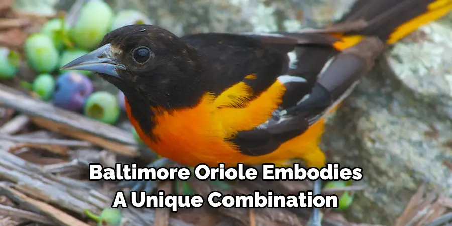 Baltimore Oriole Embodies a Unique Combination