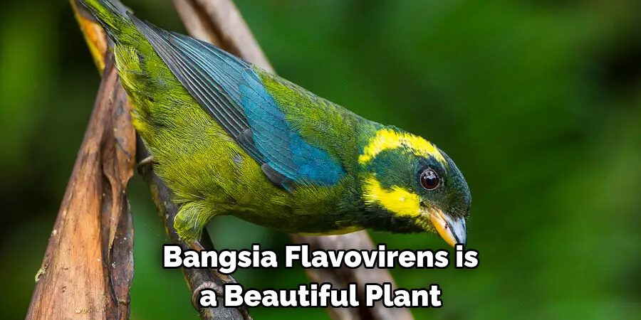 Bangsia Flavovirens is a Beautiful Plant