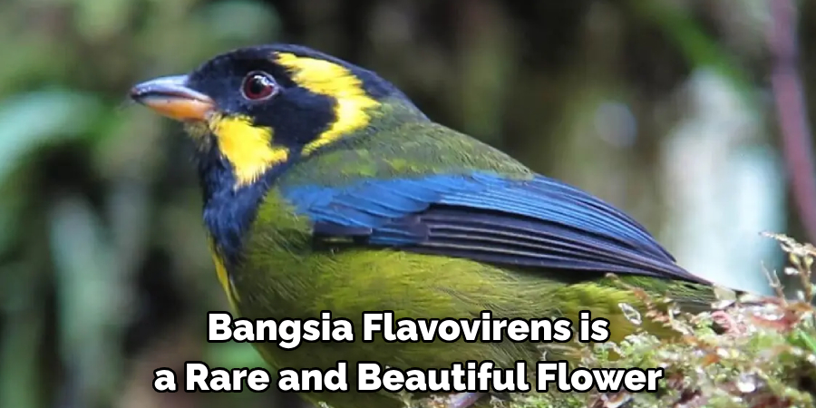 Bangsia Flavovirens is a Rare and Beautiful Flower